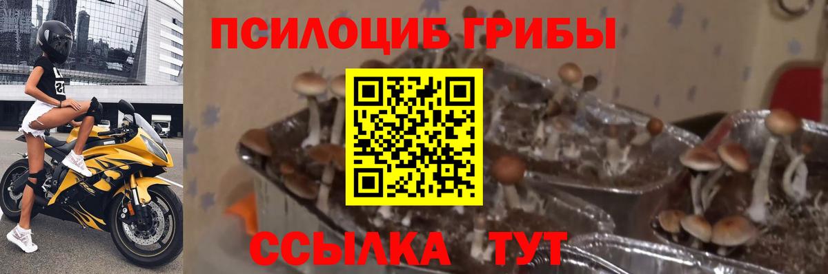 Псилоцибиновые грибы Psilocybe  Вход с VPN  Добрянка 
